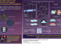 研究人员研究有机电化学晶体管的奇怪瞬态响应