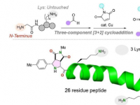 一种将功能分子添加到肽中的简单而可靠的方法