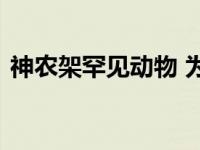 神农架罕见动物 为神农架增添了几分神秘感