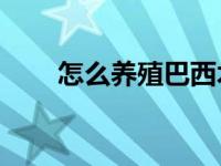 怎么养殖巴西木? 养殖巴西木的方法