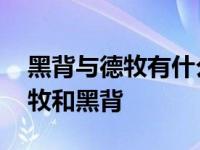 黑背与德牧有什么不同 几点细节教你区别德牧和黑背