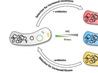研究人员发现细菌抗生素耐药性的新驱动因素
