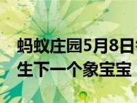 蚂蚁庄园5月8日答案揭晓 大象怀孕多久才能生下一个象宝宝