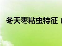 冬天枣粘虫特征（枣粘虫咋样识别与防控）