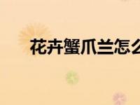 花卉蟹爪兰怎么养（养花小白看过来）