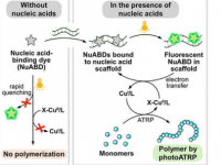 化学家使用核酸结合染料作为流行聚合方法的光催化剂