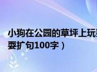 小狗在公园的草坪上玩耍扩句15字（小狗在公园的草坪上玩耍扩句100字）