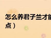 怎么养君子兰才能让它开花快 注意这5个关键点）