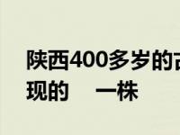 陕西400多岁的古旱莲开花了 迄今世界上发现的    一株