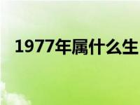 1977年属什么生肖属相（1977年属什么）