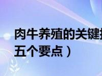 肉牛养殖的关键技术包括哪些 肉牛养殖技术五个要点）