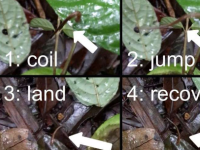 首个确凿视频证据表明 陆生水蛭物种可以跳跃