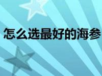 怎么选最好的海参（6招教你如何挑选好海参