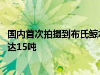 国内首次拍摄到布氏鲸水下影像 海底的“大可爱”们体重可达15吨