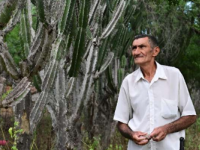 巴西种植巨型仙人掌以防止沙漠化