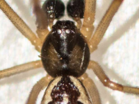 入侵性棕寡妇蜘蛛被发现携带与衣原体相关的新型细菌