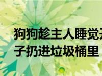 狗狗趁主人睡觉开冰箱偷吃雪糕 吃完还把盒子扔进垃圾桶里