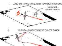 新研究表明海鸟追逐热带气旋