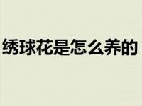 绣球花是怎么养的 绣球花怎么养教你5个方法