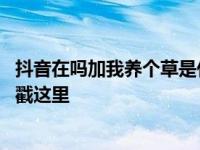 抖音在吗加我养个草是什么梗什么意思 好奇心强烈的小伙伴戳这里