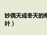 妙偶天成冬天的柳叶晋江（妙偶天成冬天的柳叶）