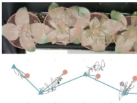 植物为何会摆动 新研究提供答案