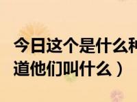 今日这个是什么种子（谁有他们的种子或者知道他们叫什么）