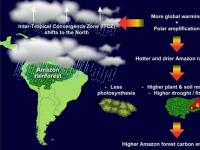 研究表明未来气候变化可能会降低亚马逊雨林作为碳汇的能力