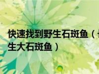 快速找到野生石斑鱼（长1.5米重158斤宁波渔民捕获大型野生大石斑鱼）