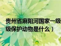 贵州省麻阳河国家一级保护动物是什么（贵州麻阳河国家一级保护动物是什么）