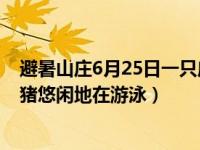 避暑山庄6月25日一只鹿被咬死（宋城景区的宋河里一头野猪悠闲地在游泳）