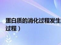 蛋白质的消化过程发生在细胞内还是细胞外（蛋白质的消化过程）