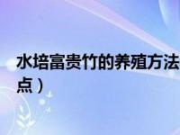 水培富贵竹的养殖方法和注意事项（水培富贵竹做好重要几点）